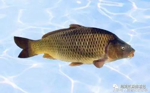 乌克兰鳞鲤致富经_乌克兰鳞鲤鱼_乌克兰鳞鲤今日价格