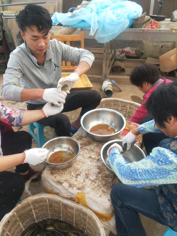 泥鳅池塘养殖技术视频_视频养殖泥鳅池塘技术方法_泥鳅养殖视频播放