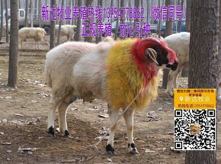 熬骨头汤有什么营养_致富经熬骨头_骨头熬什么最有营养