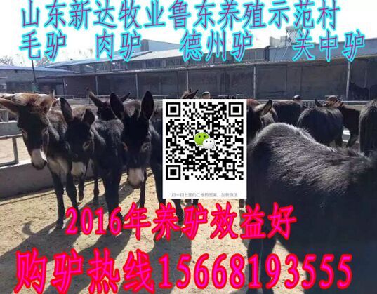 骨头熬什么最有营养_致富经熬骨头_熬骨头汤有什么营养