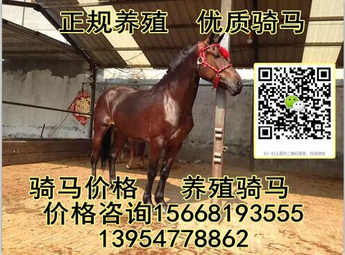 致富经熬骨头_熬骨头汤有什么营养_骨头熬什么最有营养