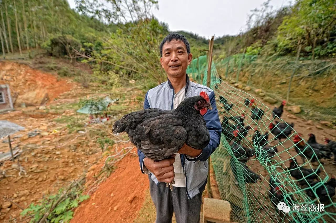珍禽养殖国家有补贴吗_致富养殖珍稀鸡品种_养殖珍稀鸡致富