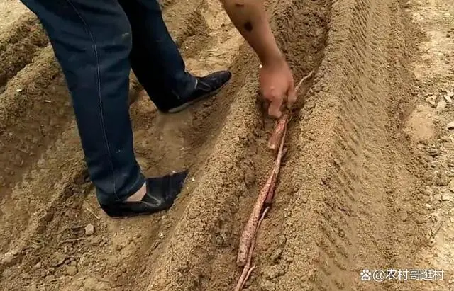 种植怀山药的远地要求_怀山药种苗_怀山药种植技术