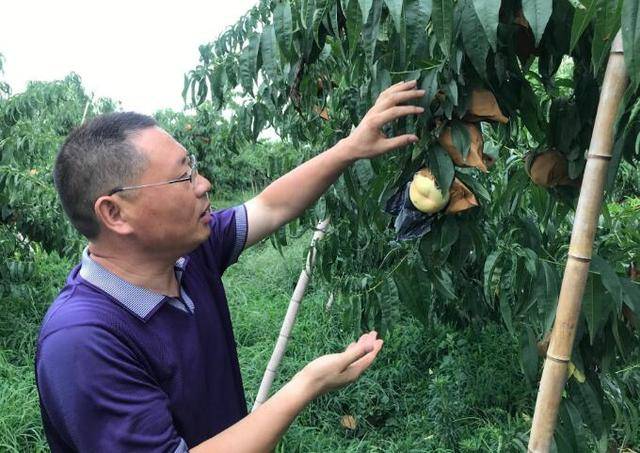 农村致富新项目种植业_新沂种植作物_新沂种植致富