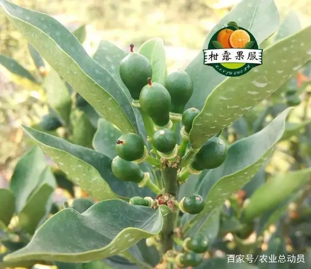 金柑的种植条件_金柑种植致富_致富种植金柑怎么样