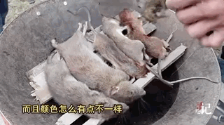 .食用老鼠养殖技术_.食用老鼠养殖技术_.食用老鼠养殖技术