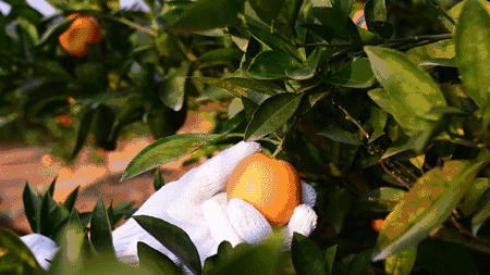 金柑种植致富_致富种植金柑怎么样_金柑盆景多少钱一盆