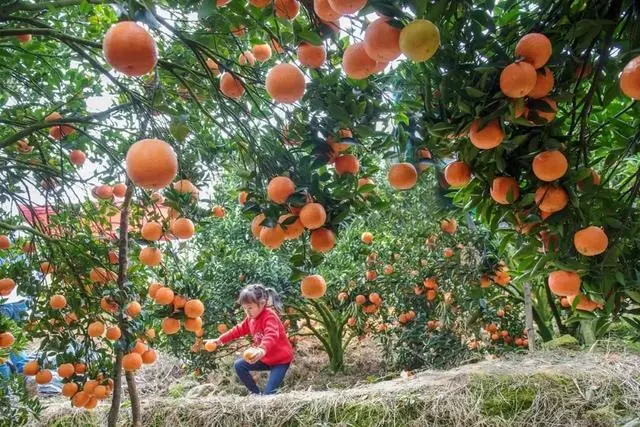 金柑盆景多少钱一盆_金柑种植致富_致富种植金柑怎么样