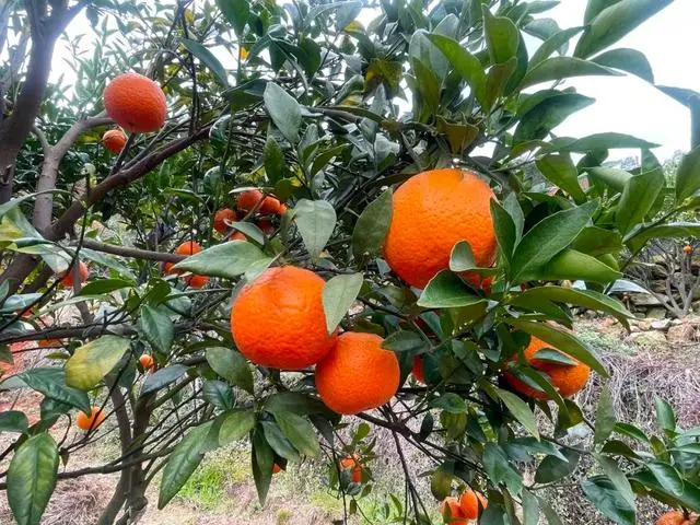 致富种植金柑怎么样_金柑盆景多少钱一盆_金柑种植致富
