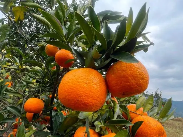 致富种植金柑怎么样_金柑种植致富_金柑盆景多少钱一盆