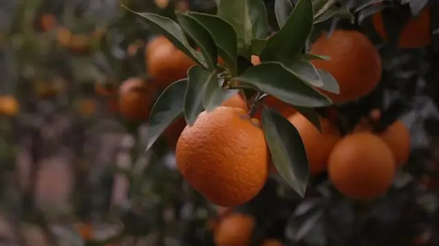 致富种植金柑怎么样_金柑种植致富_金柑盆景多少钱一盆