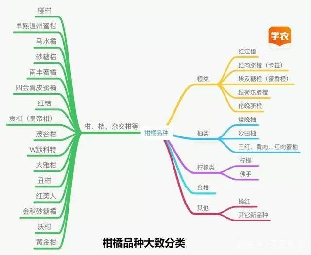 金柑种植致富_金柑的种植条件_致富种植金柑好吗