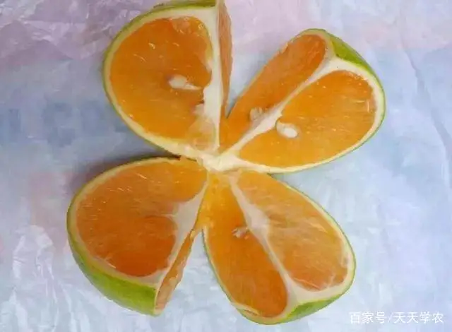 致富种植金柑好吗_金柑种植致富_金柑的种植条件