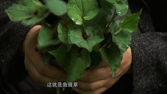 致富经鱼腥草种植技术与管理_鱼腥草致富经_CCTV7致富经鱼腥草视频