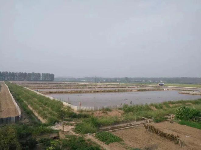 广东甲鱼养殖在哪些地方_广东甲鱼养殖场_广东甲鱼养殖致富