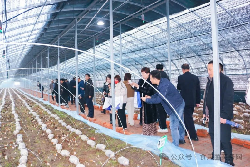 安徽利辛适合种什么果树_利辛种植致富项目_种植致富新项目