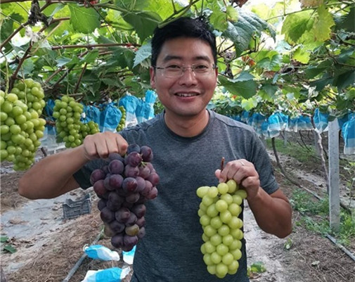 利辛县：葡萄园里疏果忙，特色农业助增收