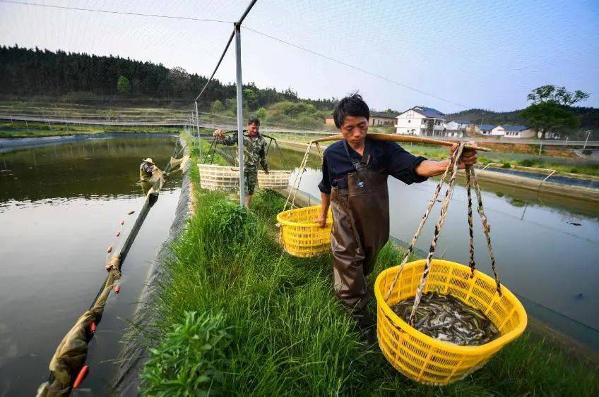 水产养殖致富经_水产养殖效益_水产养殖致富能人