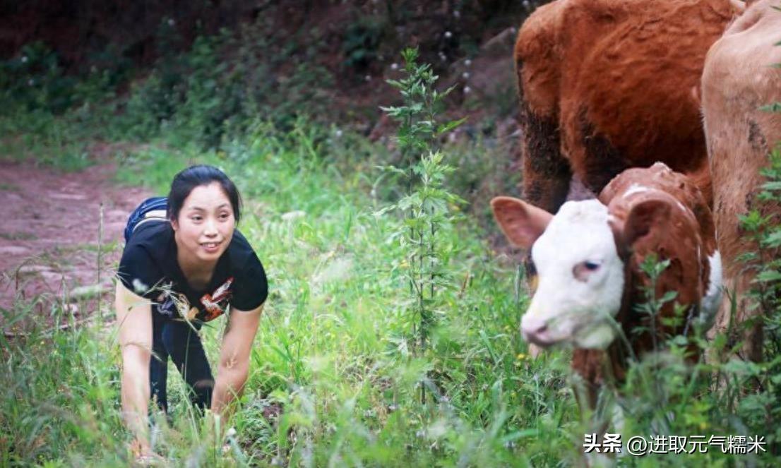 致富经潘远香养牛视频_致富经潘远香是哪一期_潘雷田远潘抗日