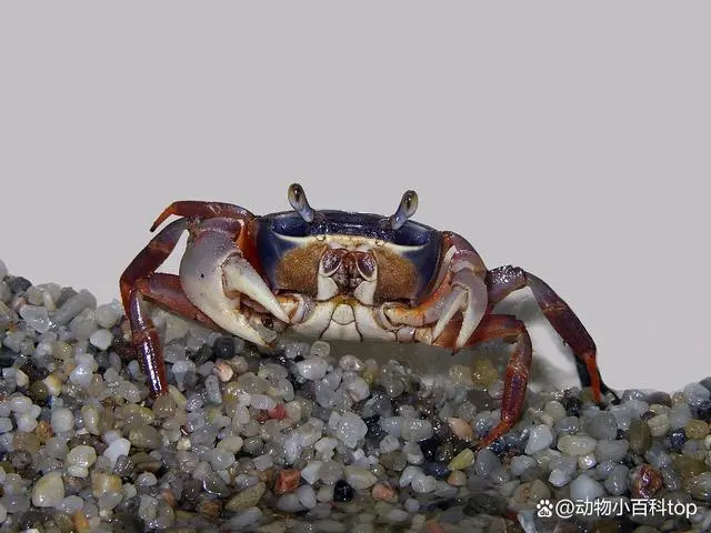 覌赏虾养殖技术视频_观赏虾养殖场视频_观赏虾的养殖技术视频