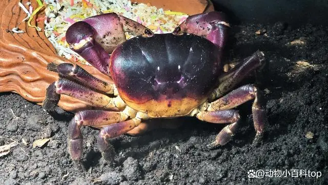 覌赏虾养殖技术视频_观赏虾养殖场视频_观赏虾的养殖技术视频