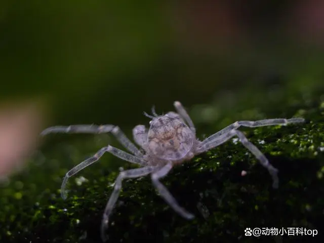 观赏虾的养殖技术视频_观赏虾养殖场视频_覌赏虾养殖技术视频