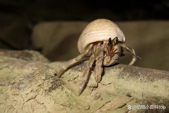 观赏虾养殖场视频_覌赏虾养殖技术视频_观赏虾的养殖技术视频