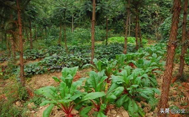 槟榔种植施肥技术_反季节槟榔种植技术_反季节槟榔苗