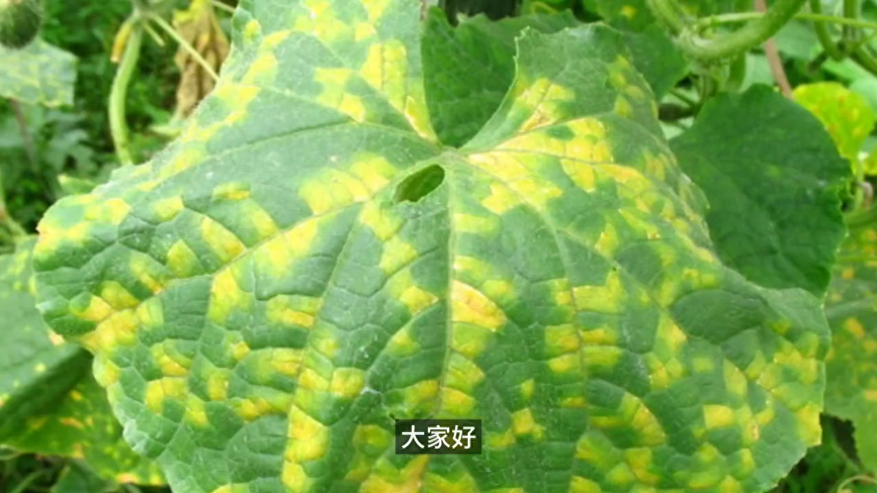 打药无效？试试这3个方法治疗黄瓜霜霉病！#中视频计划#