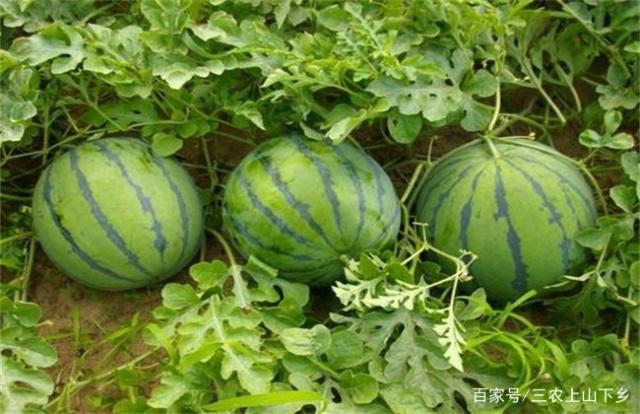致富经西瓜种植全视频_致富经西瓜_农业种植致富项目西瓜