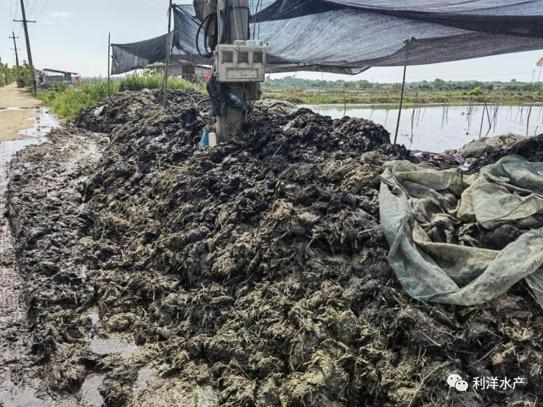 黄鳝网箱养殖防病技术_黄鳝网箱养殖网箱怎么安装_网箱黄鳝养殖上草的预防
