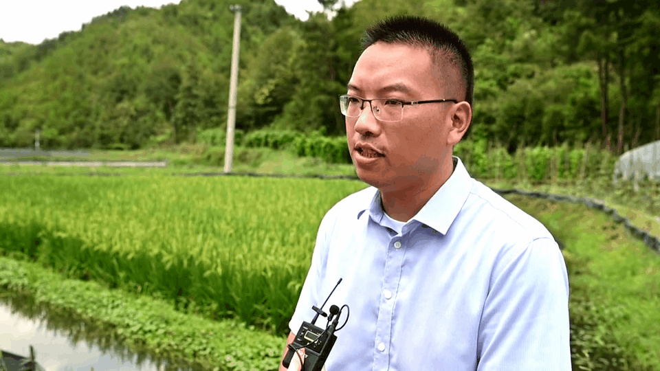 稻田养殖致富项目_农村稻田养殖什么赚钱_稻田养殖业