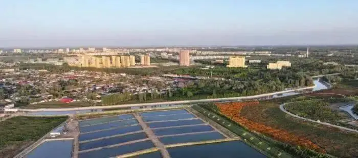 龙虾的养殖技术_小青龙虾养殖技术_澳州小龙虾养殖技术