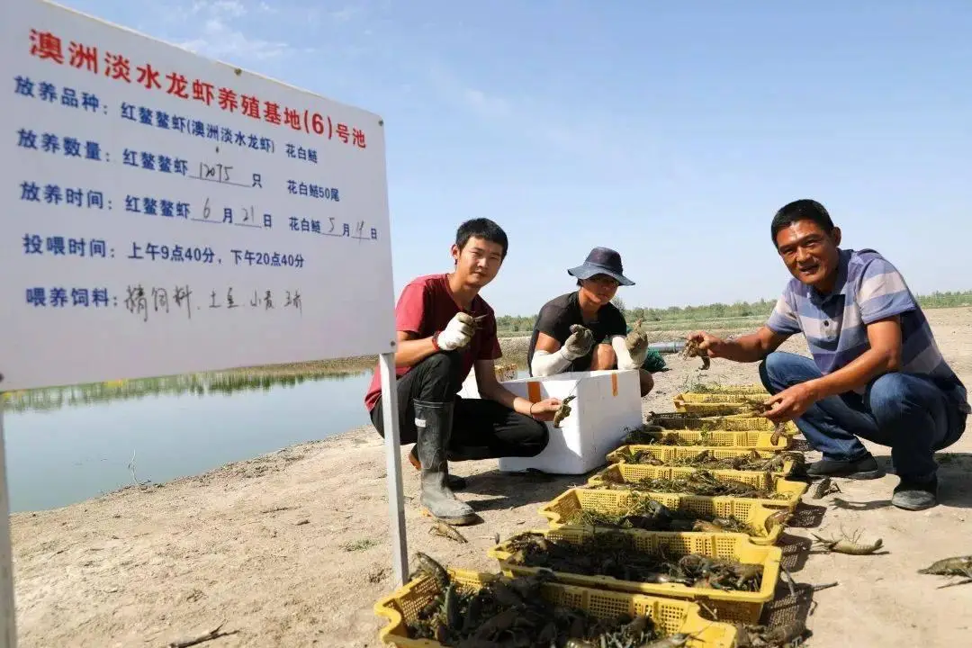 小青龙虾养殖技术_澳州小龙虾养殖技术_龙虾的养殖技术