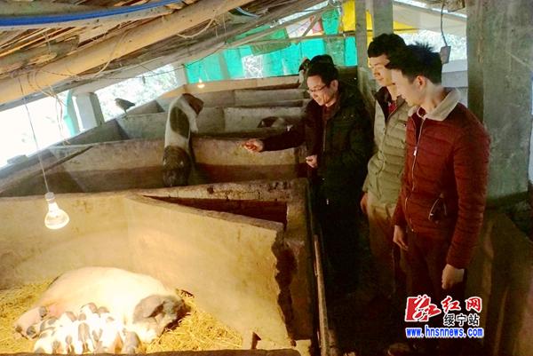 致富经黄精猪_致富经黄精猪_致富经黄精猪