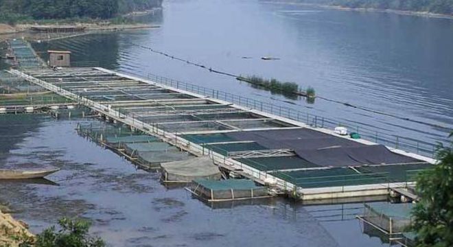 脆鱼养殖技术_致富经脆鱼鲩养殖视频_养殖视频致富经