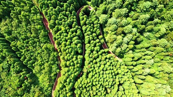 森林致富经_山林致富_致富农场