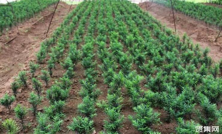 茯苓种植之管理栽培技术及种植前景分析