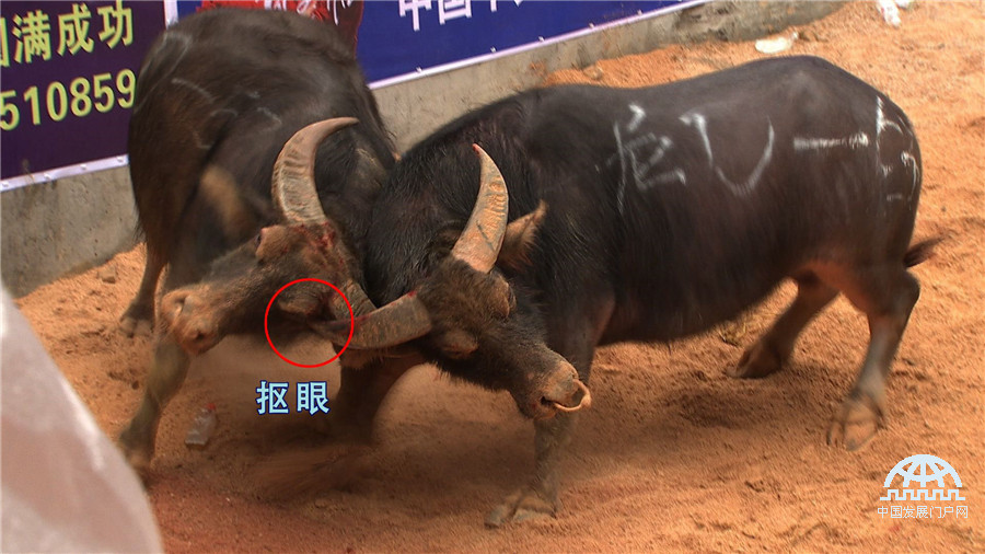 致富经养狼视频刘忠黎_养狼的财富致富经_致富经养犬视频全集