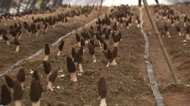 致富经贺桃雄_致富经羊肚菌贺鸿宇_致富经贺鸿宇