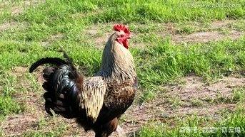 在农村养跑山鸡前景如何，有哪些注意事项，哪些常见病呢？