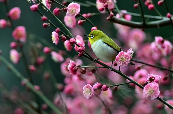 梅花的品种有哪些？梅花常见品种简介