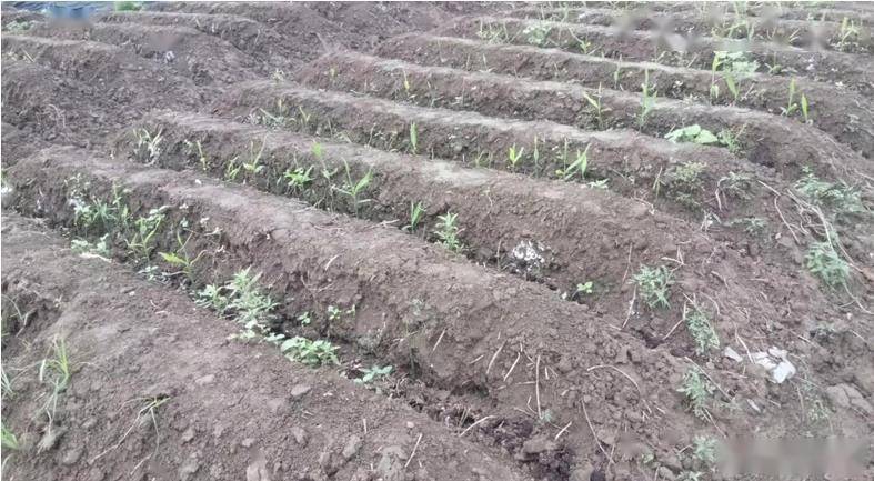 药材大棚种植管理技术要求_大棚药材种植项目_大棚的种植药材管理技术