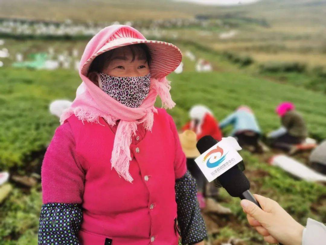 党参种植致富_党参种植效益_种植党参的药效怎么样