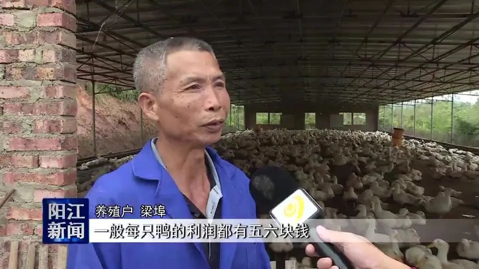 水草喂养鸭子的致富经_致富鸭子喂养水草好吗_致富鸭子喂养水草视频
