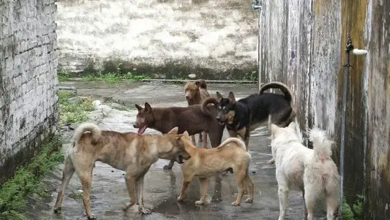 土狗养殖简单赚钱快销路不愁