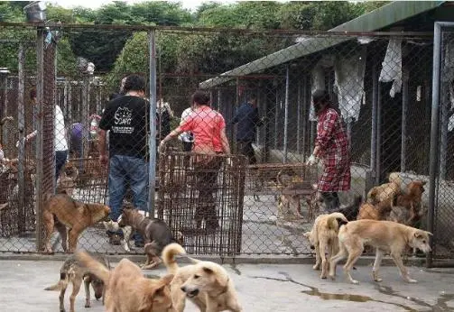 致富例子养殖土狗视频_土狗养殖致富例子_致富例子养殖土狗图片