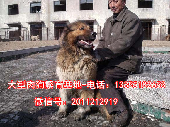 治多县cctv7 致富经养肉狗