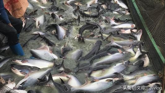养殖巴沙鱼挣钱吗_致富经巴沙鱼养殖视频_巴沙鱼养殖致富