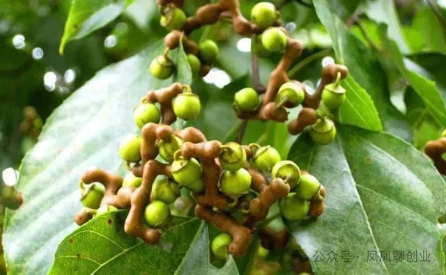 乡村种植致富项目_致富乡村种植项目有哪些_农村致富项目种植